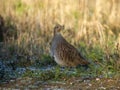 Grey partridge, Perdix perdix