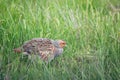 Grey partridge (Perdix) in steppe Royalty Free Stock Photo