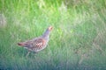 Grey partridge or Perdix in steppe Royalty Free Stock Photo
