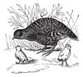 Grey Partridge or Perdix perdix, vintage engraving