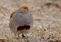 Grey Partridge - Perdix perdix