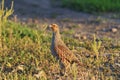 Grey partridge in a sunny meadow