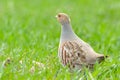 Grey Partridge & x28;Perdix perdix& x29; Royalty Free Stock Photo