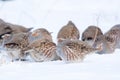 Grey partridges