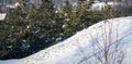 Grey partridges in fresh snow, Lithuania