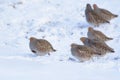 Grey partridges in snow