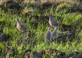Grey Partridges Royalty Free Stock Photo