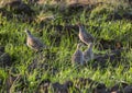 Grey Partridges