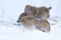 Grey partridges in winter