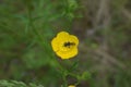 A grey-patched mining bee (Andrena nitida) seen on a buttercup in May Royalty Free Stock Photo