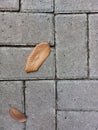 Grey paving blok with leafs as a background