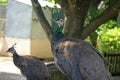 GREY PEAHENS IN AN ENCLOSURE Royalty Free Stock Photo