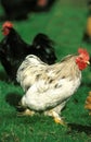 Grey Pekin Domestic Chicken, Cock standing on Grass