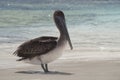 Grey Pelican Bird Pelecanus occidentalis urinator Royalty Free Stock Photo