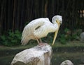 Grey pelican long-billed bird