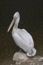 Grey Pelican