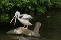 Grey pelican (Pelecanus philippensis) Royalty Free Stock Photo