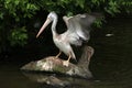 Grey pelican (Pelecanus philippensis) Royalty Free Stock Photo
