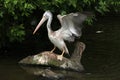 Grey pelican (Pelecanus philippensis)