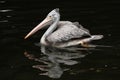 Grey pelican (Pelecanus philippensis)