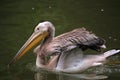 Grey pelican (Pelecanus philippensis). Royalty Free Stock Photo