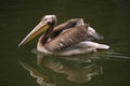 Grey pelican (Pelecanus philippensis). Royalty Free Stock Photo