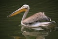 Grey pelican (Pelecanus philippensis). Royalty Free Stock Photo