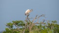 Grey pelican perch on top of a tree and preening its feathers, clear blue skies in the background Royalty Free Stock Photo