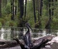 Grey Pelican by Water