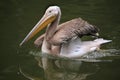 Grey pelican (Pelecanus philippensis). Royalty Free Stock Photo