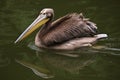 Grey pelican (Pelecanus philippensis). Royalty Free Stock Photo