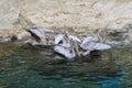 Grey Pelicans Swimming in the Water in the Pond