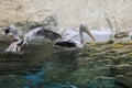 Grey Pelicans Swimming in the Water in the Pond