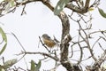 Grey penduline tit (Anthoscopus caroli) in South Africa