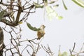 Grey penduline tit (Anthoscopus caroli) in South Africa