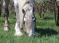 Grey percheron grazing