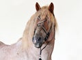 Grey Percheron horse at Country Fair Royalty Free Stock Photo