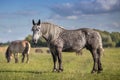 Percheron mare close up Royalty Free Stock Photo
