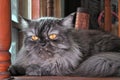 Grey Persian cat with protrude fangs