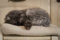 Grey persian cat sleeps on beige pillow cute Royalty Free Stock Photo