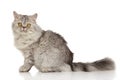 Grey Persian cat