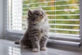 Grey Persian Little fluffy Maine coon kitten sits near door window and looking up . Newborn kitten, Kid animals and adorable cats