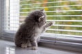 Grey Persian Little fluffy Maine coon kitten sits and paws the door window and waits for the owner . Newborn kitten, Kid animals a