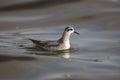 Grey Phalarope, Phalaropus fulicaria