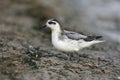 Grey Phalarope, Phalaropus fulicaria