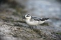 Grey Phalarope, Phalaropus fulicaria