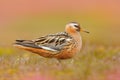 Grey Phalarope, Phalaropus fulicarius, orange and brown water bird in the grass nature habitat, Longyaerbyen, Svalbard, Norway. Wi