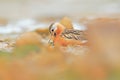 Grey Phalarope, Phalaropus fulicarius, orange and brown water bird in the grass nature habitat, Longyaerbyen, Svalbard, Norway.