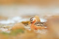 Grey Phalarope, Phalaropus fulicarius, orange and brown water bird in the grass nature habitat, Longyaerbyen, Svalbard, Norway.