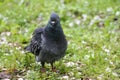 Grey Pidgeon Pidgin sat on a grass  with flowers in the background Royalty Free Stock Photo